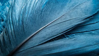 Photo sur Plexiglas Photographie macro blue feather pigeon macro photo texture or background