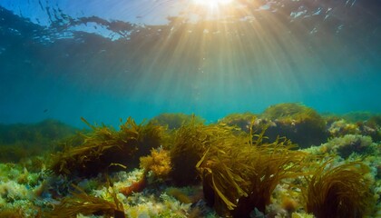 Fototapeta na wymiar seaweed and natural sunlight underwater seascape in the ocean landscape with seaweeds marine sea bottom ai photography