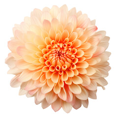 Macro image of a beautiful flower on a PNG transparent background for use in decorating projects.
