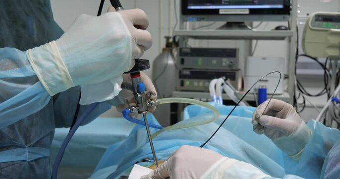 Veterinary endoscopy. A team of veterinary surgeons perform endoscopic surgery on a pet's abdomen. A team of professional veterinary surgeons operate using endoscopic equipment.