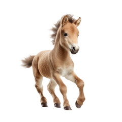 Baby horse running on transparent background