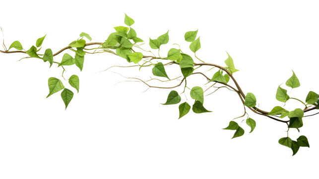 Twisted jungle vines climbing plant isolated on transparent background
