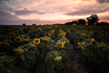 sunset over the field Sunflowers  - obrazy, fototapety, plakaty