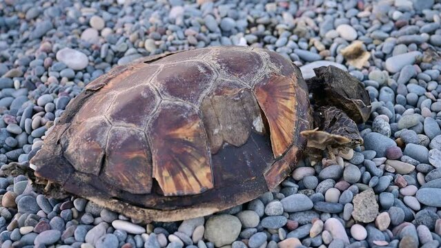 A dead sea turtle in advanced decomposition on the beach, lying on the pebbles.
