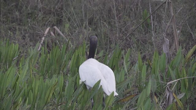 Jabiru, Jabiru mycteria, is the largest stork species and native to south and central america, foraging in the swamp region of the Pantanal in Brazil.