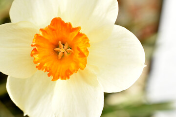 Close-up of a white daffodil, its petals, stamens, pistil. Great picture for a greeting card.