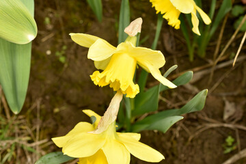 The yellow daffodils that grow in the flowerbed have bowed their inflorescences to the ground. Great picture for a greeting card.