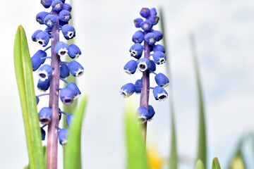The blue flowers of Muscari Neglectum look like lilies of the valley. Great picture for a greeting...