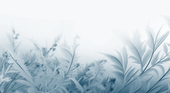 Transparent image of frost-covered plants in winter. Winter nature background. ice background texture pattern overlay, png. Beautiful frosty pattern 