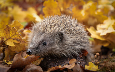 Hedgehog in autumn leaves wild, free roaming hedgehog, taken from a wildlife hide to monitor the health and population of this fast declining mammal