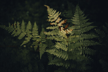 Paproć  © Sieku Photo