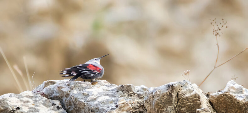Tichodroma muraria hops on the rock and looks for food in the crevices of the rock.