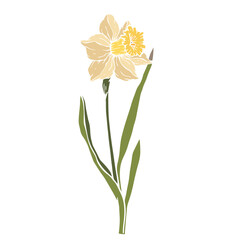 Spring daffodil flower.Decorative botanical element.Vector graphic.