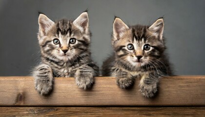two cute gray striped kittens rest their paws on a wooden board blank for advertisement or...