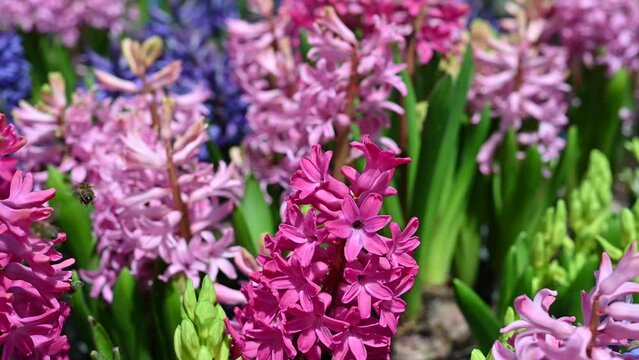 Pink red purple multicolored hyacinths, traditional flowers, floral background, spring background. Close-up macro photo, selective focus.