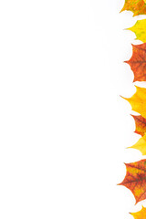 Composition of autumn leaves isolated on white background. Thanksgiving concept