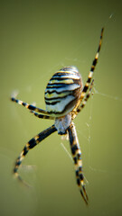 spider on a web