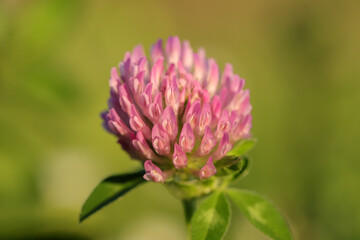 Meadow clover macro photography