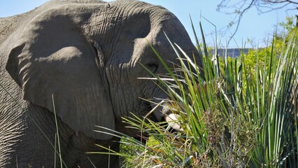 Portrait of a desert elephant eating from palm fronds       