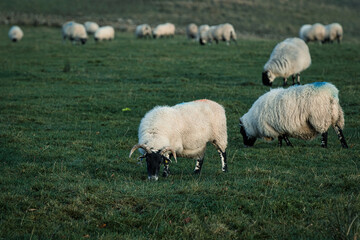 sheep in the field