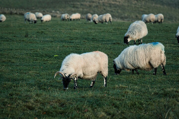 sheep in the field
