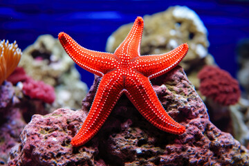 Starfish in the aquarium. Beautiful colorful underwater world with corals and tropical fish.