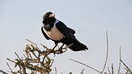 Thick-billed raven on a branch in the vast desert of Damaraland Namibia. Corvus crassirostris shield raven