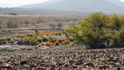 Giraffes at a waterhole in the vast desert of Damaraland Namibia