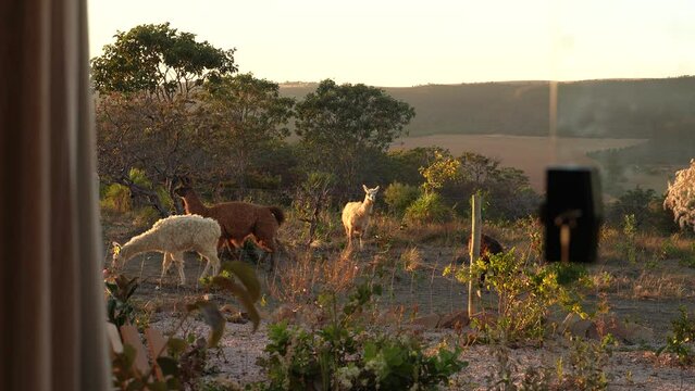 Lhamas pastando em um dia de Sol no Cerrado Brasileiro