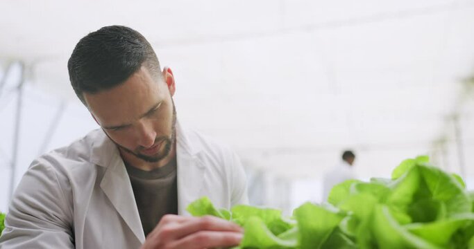 Greenhouse, thinking and research with agriculture, man and botanist with organic vegetables, eco friendly and inspection. Science, sustainability and lab coat with scientist, nature and opportunity