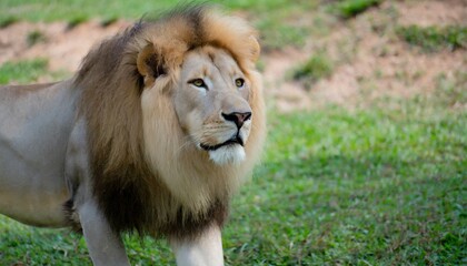 lion wildlife photography generative ai