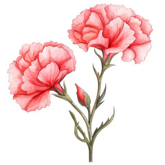 Flowers, Carnation, watercolor pink flower on transparent background.