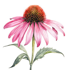 Flowers, Coneflower, watercolor pink flower on transparent background.