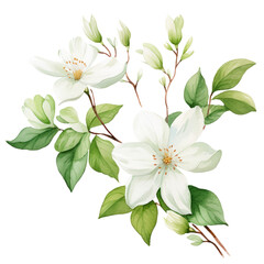 flower jasmine watercolor white flowers on transparent background