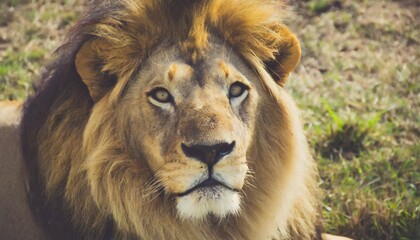 portrait of a lion ultra high quality photo