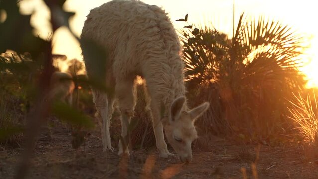 Lhamas pastando em um dia de Sol no Cerrado Brasileiro