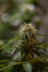 Young green blooms of French cookies variety of marijuana indoor with led lights