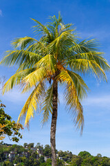 Naklejka premium Patong Beach Phuket Thailand nice white sandy beach clear blue and turquoise waters and lovely blue skies with Palms tree sunset sunrise