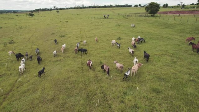 Flying a herd of cattle in the city of Brotas, in the interior of the state of S&atilde;o Paulo, Brazil. city with rivers and farms.