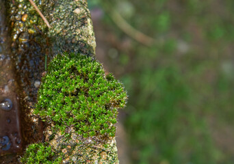 Fine moss growing on an old wall