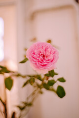 pink rose blurred background,blooming flower, 