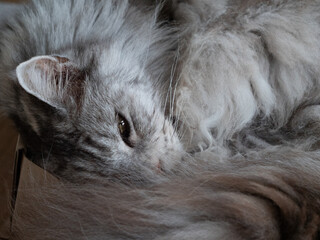 graue Katze schläft