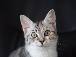 Katzenkind frontale Ansicht