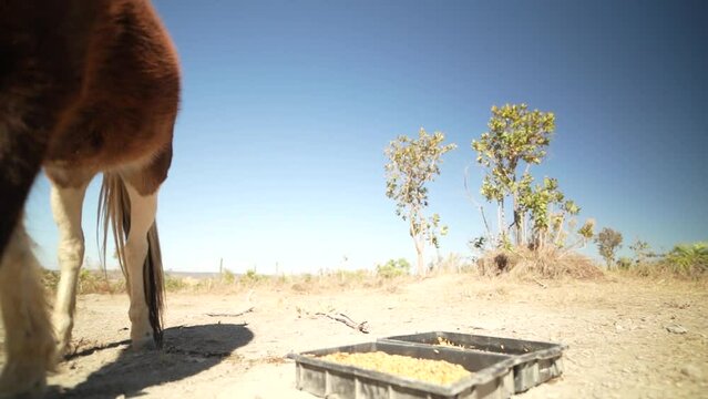 Lhamas pastando em um dia de Sol no Cerrado Brasileiro