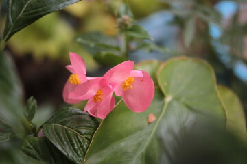 pink flower
