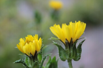 yellow flower in spring