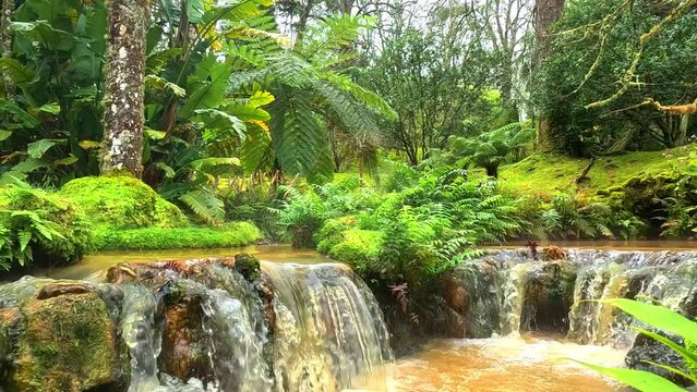 water stream of thermal brown water, at the botanical garden of terra nostra in furnas, Azores, Portugal, surrounded of green trees and moss