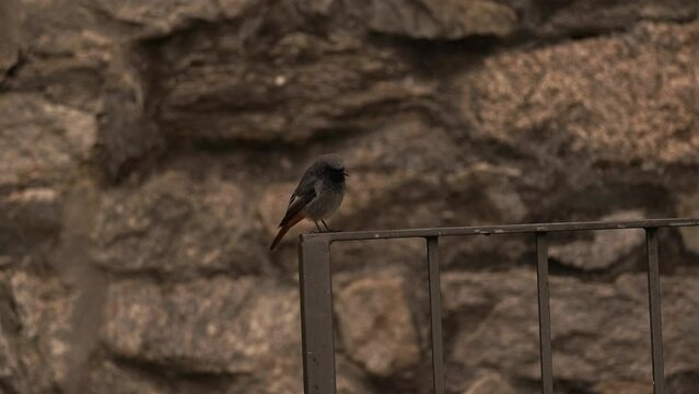 A male black redstart (Phoenicurus ochruros) sitting on an Italian fench