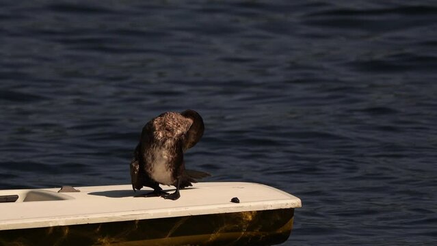 A great cormorant (Phalacrocorax carbo) known as the black shag or kawau polishing its feathers standing on a boat