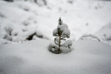 snow covered fir tree in winter forest